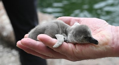 Der Nachwuchs bei den Pinguinen im Tierpark Limbach-Oberfrohna wiegt gerade mal 150 Gramm.