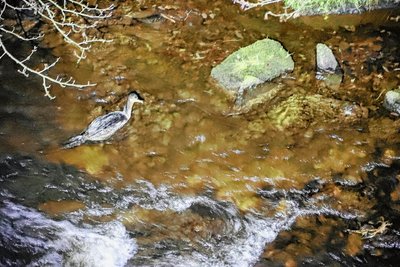 Der offenbar verletzte Kormoran im Schwarzwasser. 