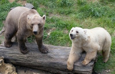 Die Hybridbären Tips (hell) und Taps in ihrem Gehege im Zoo von Osnabrück. Die Bären sind eine Mischung aus Eisbär und Braunbär.