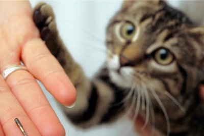 Ein junger getigerter Kater bekommt einen Mikrochip, der kleiner ist als eine Fingerkuppe, unter die Haut platziert. Die Daten sollten allerdings immer auch einem Haustierregister gemeldet werden. 