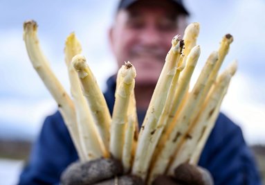 Zum Ende der Saison liegen die Preise für weißen Spargel aus Deutschland wieder über den saisonalen Tiefpreisen. (Archivbild)