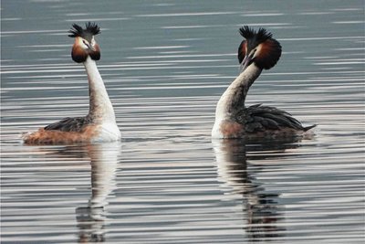 Das Foto von zwei balzenden Haubentauchern auf dem Großhartmannsdorfer Großteich gelang Christoph Weidensdorfer. 