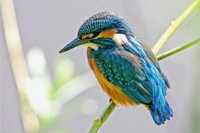 Bei der Wintervogelzählung im Januar wurden zwei der farbenprächtigen Eisvögel in Mittelsachsen gezählt. 