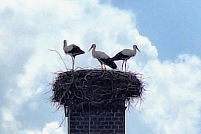 Offenkundig die drei Jungstörche im Leukersdorfer Horst. Ihnen geht es gut.