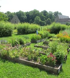Ein Paradies für Kräuterfans: der Klosterpark Altzella. 