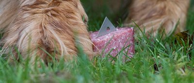 Köder gespickt mit Rasierklingen oder Gift - immer wieder kommt es in Sachsen zu Angriffen auf Vierbeiner.