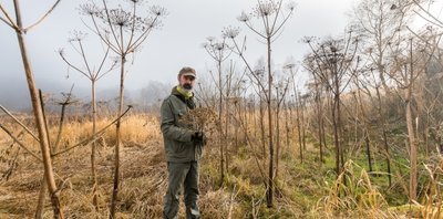 Nomen est Omen: Der Riesen-Bärenklau wird größer als ein Mensch. Kay Meister kennt den Standort nahe Rübenau.