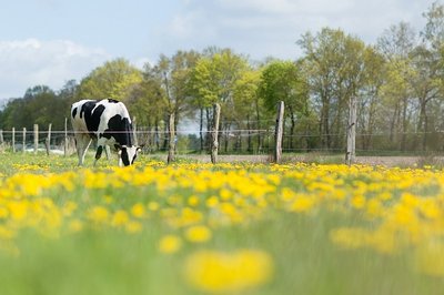 Symbolbild: Eine Kuh steht auf einer Weide.
