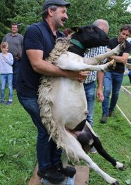 Wie viel wiegt der Schafbock? Das war von den Besuchern zu schätzen.