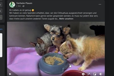 Über das Soziale Netzwerk Facebook teilte das Tierheim bereits erste Eindrücke von den kleinen Hundewelpen. 