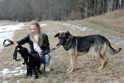 Hunde