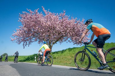 Unter blühenden Kirschen rollen die Teilnehmer durch das Muldental – der Radlerfrühling fand in diesem Jahr zum 25. Mal statt.