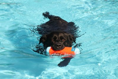 Paula liebt Apportierspiele im Wasser.
