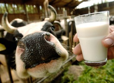 Glückliche Kuh: Milch von Kühen, die auch auf der Weide stehen, gilt als besonders gesund.