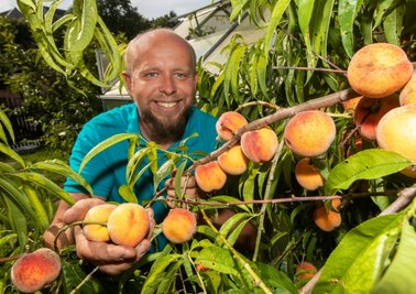 Pfirsiche wie aus dem Bilderbuch: Torsten Grieser erntet jedes Jahr rund 50 Kilogramm. 