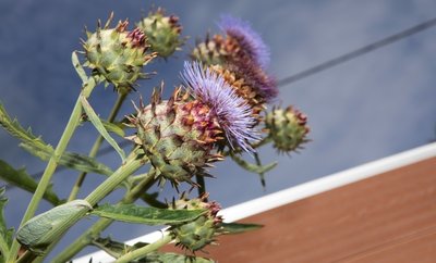 Artischocken erinnern an Disteln, sind aber dekorativ. Die Blüte lässt der Spartenchef unangetastet - Insekten danken es ihm. 