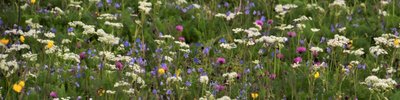 Die Bergwiesen sind typisch für das Erzgebirge. Sie sind Heimat für unzählige Pflanzen und Tiere. Eine Gefahr für sie ist das Mulchen. Bleibt das Schnittgut auf der Fläche und verrottet da, kann es zu einer starken Nährstoffanreicherung kommen, die sich ungünstig auf die Bergwiesen-Arten auswirkt, da diese eher auf mageren Standorten wachsen. 