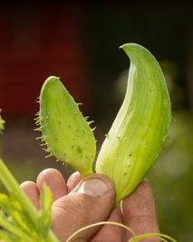 Die Inkagurke wird auch Hörnchenkürbis oder Olivengurke genannt. 