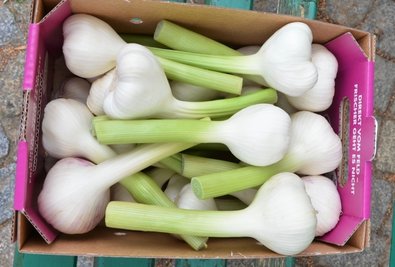 Der Knoblauch vom Oberwieraer Feld ist im Gegensatz zur sonst üblichen Handelsware nicht getrocknet und relativ mild.