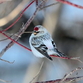 Ein Polarbirkenzeisig (Carduelis hornemanni).