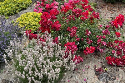 Eine Vielfalt an Blumen wächst in ihrem Garten.