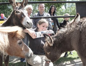 
              <p class="artikelinhalt">Da musste der kleine Eselhengst durch: Zur Taufe auf den Namen Filou zum Tierparkfest wurde er am Samstag bei Regenwetter und am Sonntag bei kurzzeitigem Sonnenschein von Pflegerin Stefanie Große mit Wasser begossen. </p>
            