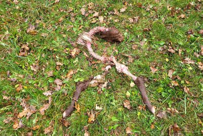 Der Wolf ließ nur Vorder- und Hinterläufe sowie den Schädel vom Kalb übrig.