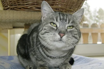 Beate Zschäpes Katzen, hier „Heidi“, wurden vom Zwickauer Tierheim anonym weitervermittelt.