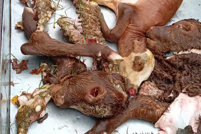 Drei tote Kälber mussten Preglers nach dem Wolfsriss auf einen Anhänger laden.