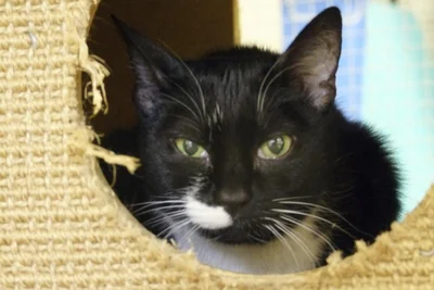 Zschäpes Katze „Lilly“ ließ nicht jeden an sich heran. Beim Mann der Katzensitterin heimste sie sich durch ihr aggressives Gefauche sogar einen Spitznamen ein: Killy.