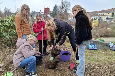 Katrin Dechant, Vorsitzende des Vereins Wildes Oederan zeigt den Hortkindern, wie Holunder eingepflanzt wird.
