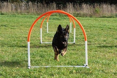 Aslan ist ein zweieinhalbjähriger Deutscher Schäferhund und wird beim Annaberger Hoopers-Turnier am Sonntag teilnehmen. 