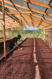 Die reifen Kakaobohnen, hier auf einer Farm auf Grenada, werden aus der Frucht entfernt. Das Fruchtfleisch fermentiert dann rund sechs Tage in der Sonne bei bis zu 45 Grad Celsius. Dabei wandelt Hefe Zucker in Alkohol um, der abfließt. In dieser Zeit verliert die Bohne einen Teil ihrer Bitterstoffe und entwickelt das typische süße Kakao-Aroma. 