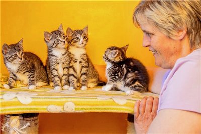Etliche trächtige Katzen landeten zuletzt im Plauener Tierheim. Leiterin Antje Kausch päppelt sie auf.