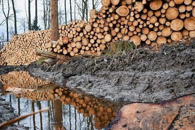 Die Baumstämme stapeln sich in Klaffenbach. 