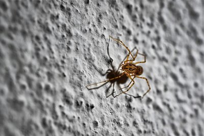 Die Speispinne schießt aus den Klauen einen giftigen Leimfaden im Zickzack über die Beute und fixiert sie damit am Untergrund. Das reicht, um ihr Opfer zu lähmen.