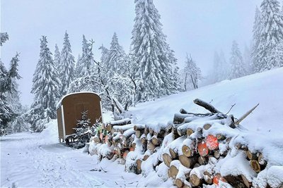 Imposante Solitärfichten sind im Zechengrund in Oberwiesenthal in den "Winterschlaf" gegangen. Einige dieser Riesen müssen aus dem Naturschutzgebiet weichen. 