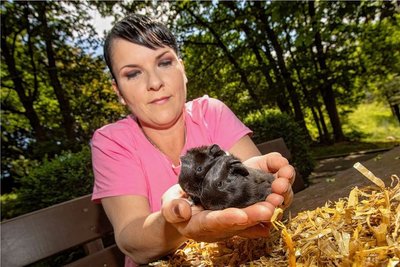 21 Meerschweinchen wurden am 29. April dem Fundtierzwinger entnommen. Im Bild zeigt Andrea Raczek eines der Tiere.