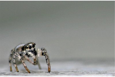 Die Harlekin-Springspinne kann man oft an Hauswänden beobachten. Sie schaut auch gern mal zum Fenster rein. Im runden Bild im Text zu sehen: die Brückenkreuzspinne.