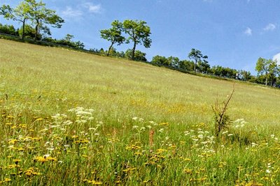 Eine Augenweide mit Blick auf die Artenvielfalt sind die Wiesen und das Offenland im Zechengrund während der Blütezeit in den Sommermonaten. Vereinzelt sind große Fichten verträglich. In der Masse jedoch schaden sie seltenen Arten. 