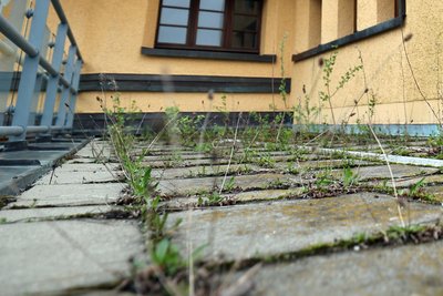 Auf der Terrasse des Reichenbacher Wahrzeichens macht sich Wildwuchs breit.