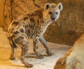 Tüpfelhyänen gab es im Tierpark noch nie zu sehen. Ab sofort gehören sie zum festen Tierbestand der Einrichtung. 
