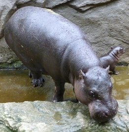 Zwergflusspferd-Mutter Petty hat Nachwuchs bekommen.
