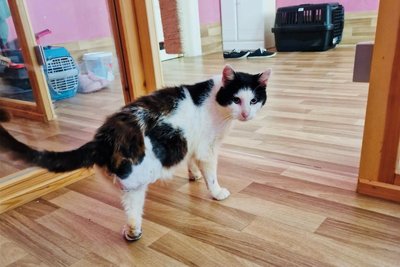 Eins der Notfellchen: Der Fund-Kater Long John Silver hat zwar nur noch drei Beine. Doch mobil ist er dennoch – und sucht ein liebevolles Zuhause.