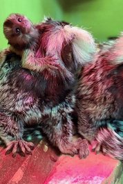 Nachwuchs im Auer Zoo der Minis