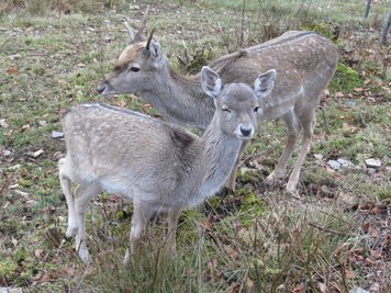 Mesopotamisches Damwild im Tierpark Klingenthal.