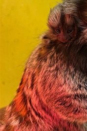 Nachwuchs im Auer Zoo der Minis