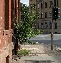 Der Fassadenbaum am Haus Müllerstraße 21. 