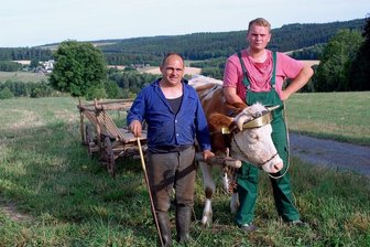 50. Bergfest in Markneukirchen: Was am Feierwochenende los ist - Danilo Körner (links) und Sebastian Ziegenbein (rechts) beim Training mit Kuh Elsa: Beim Bergfest ist am Sonntag ab 9 Uhr die Kuh als Zugtier in der Landwirtschaft vergangener Zeiten zu erleben.