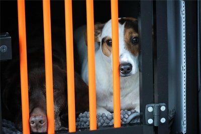 Bei der Suchaktion, die kurz vor dem Dunkelwerden am Donnerstag noch begann, wurden auch Spürhunde eingesetzt. Angefordert war die Rettungshundestaffel Sachsen.